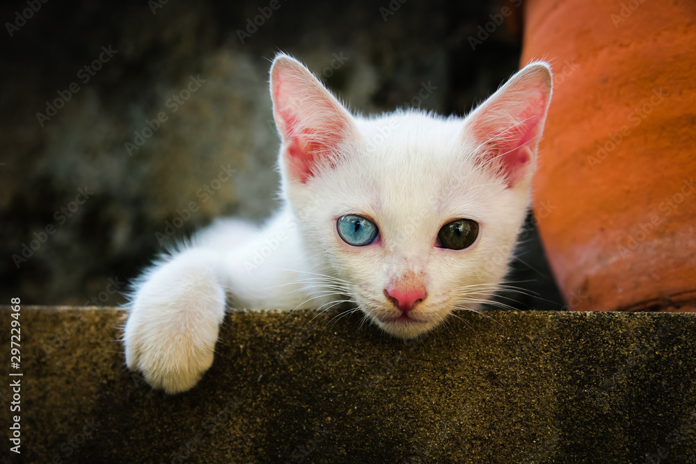 Cute white kitten with eyes of different colors and one hand shown. Kitten with blue and brown eyes.