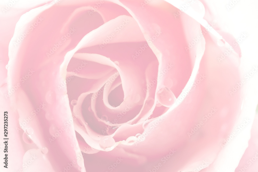 pink rose flower in vintage color style for background. For Valentines Day.