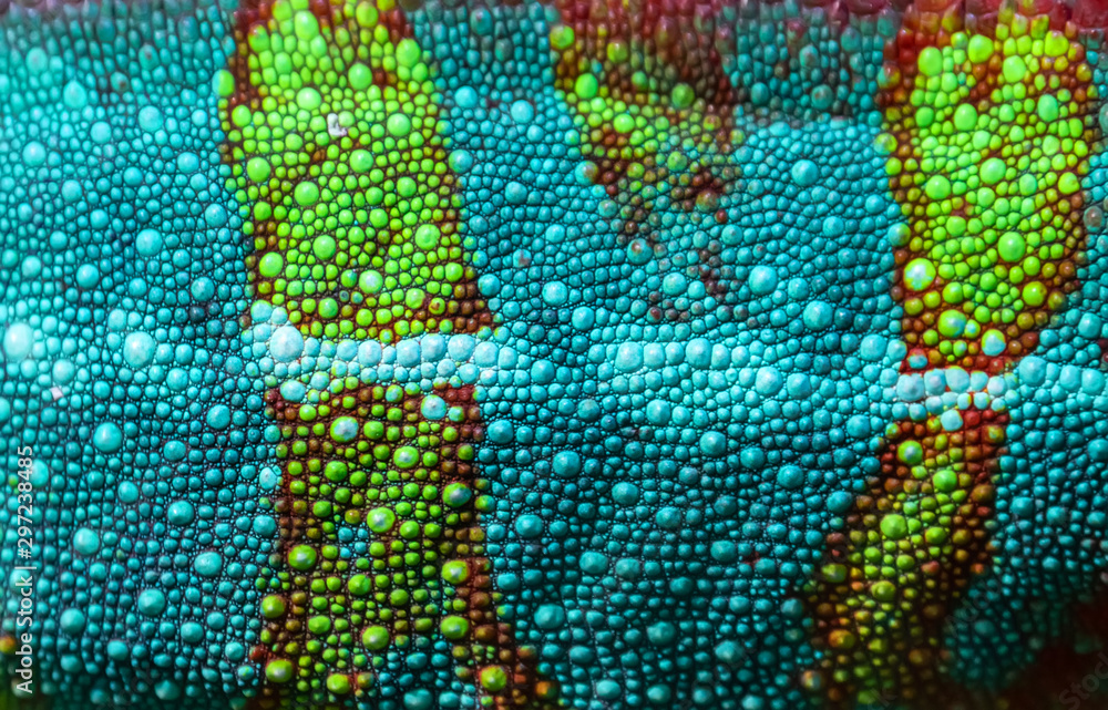 Close-up of the skin of a Panther Chameleon