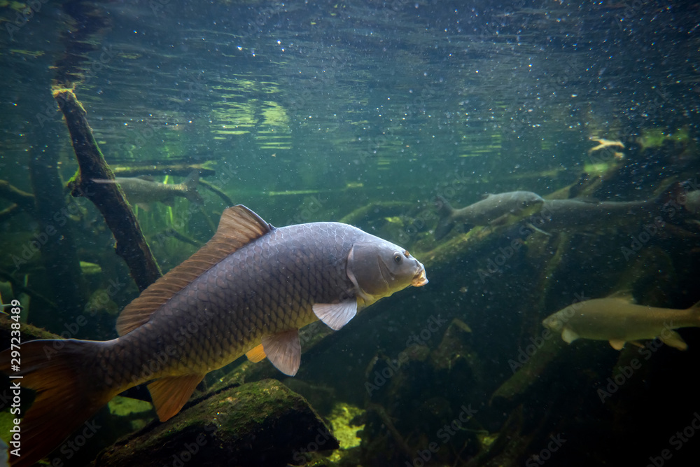 Freshwater fish carp (Cyprinus carpio) in the pond