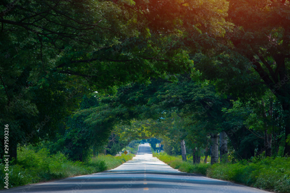 美丽的树木之路，看起来像树木隧道的道路，美丽的乡村