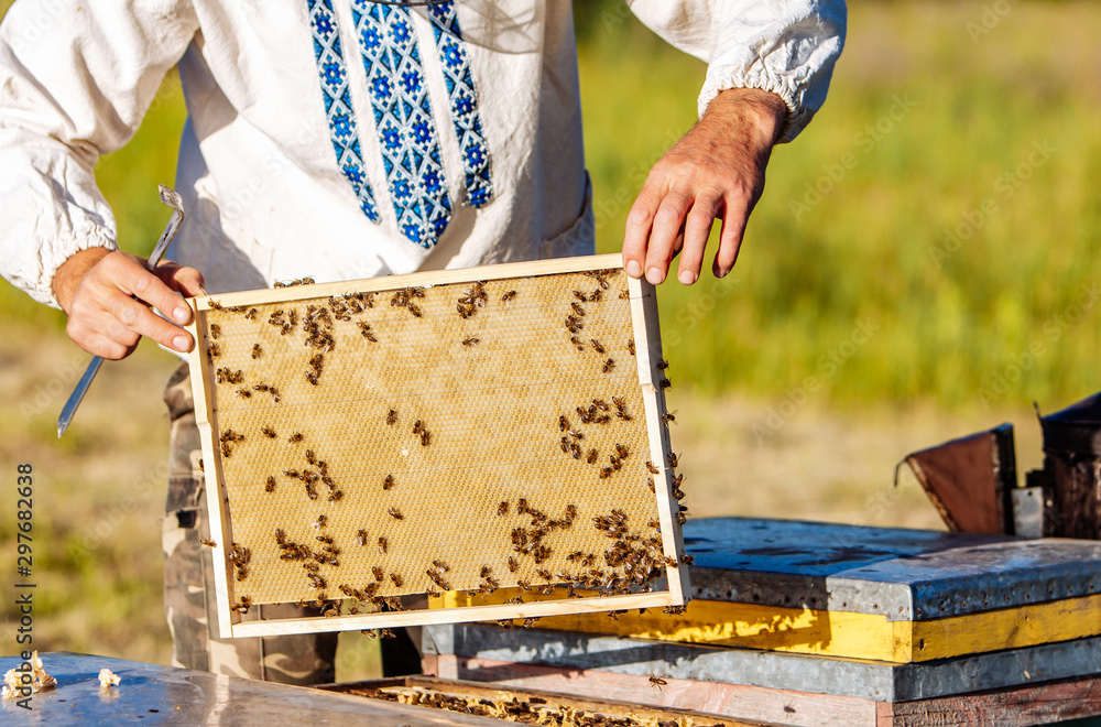 Honey cell with bees closeup in a sunny day. Apiculture. Apiary