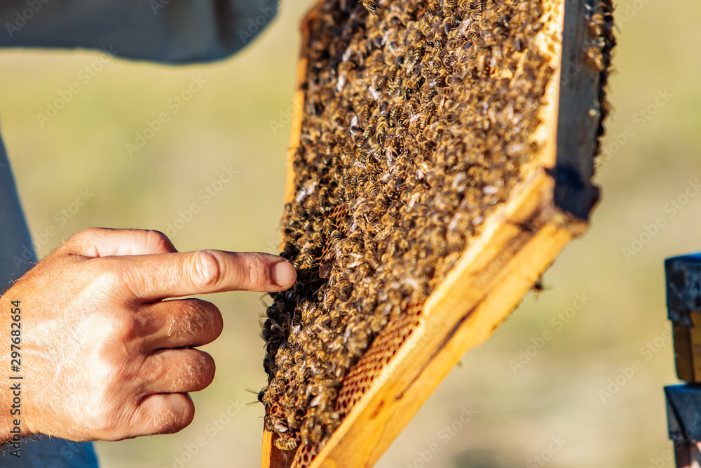 Honey cell with bees closeup in a sunny day. Apiculture. Apiary