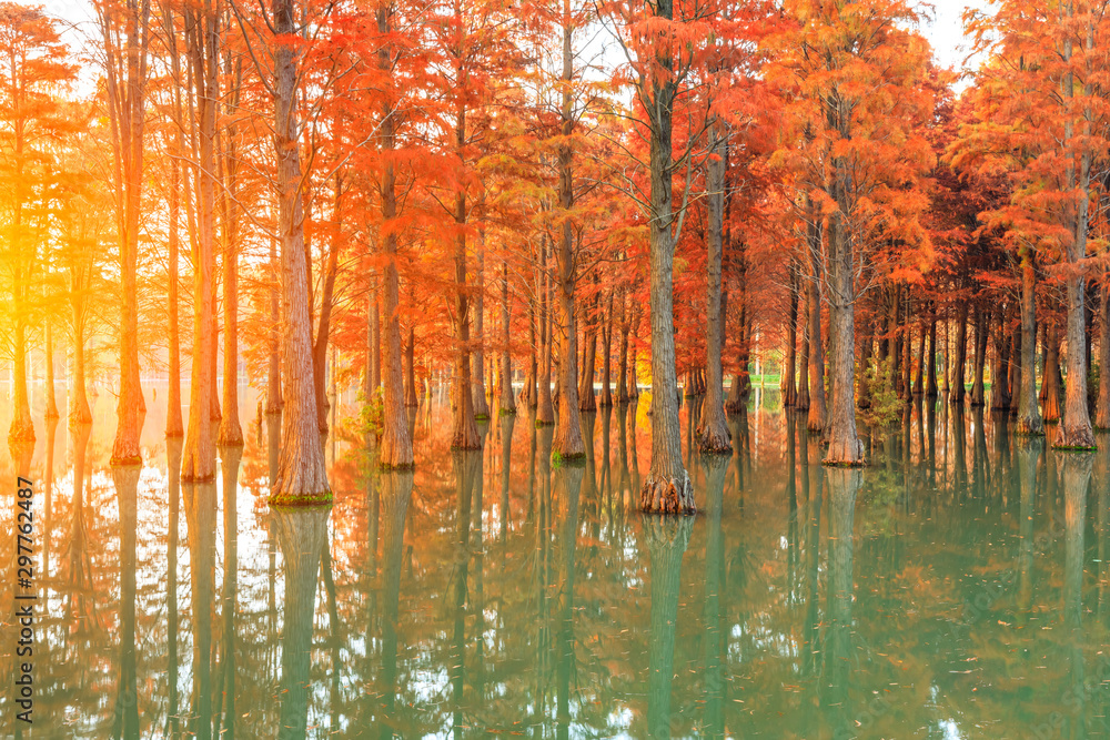 Beautiful colorful forest and water reflection in nature park,autumn landscape.