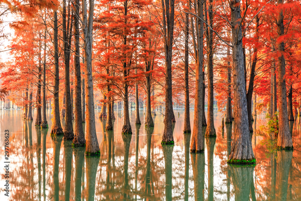 Beautiful colorful forest and water reflection in nature park,autumn landscape.