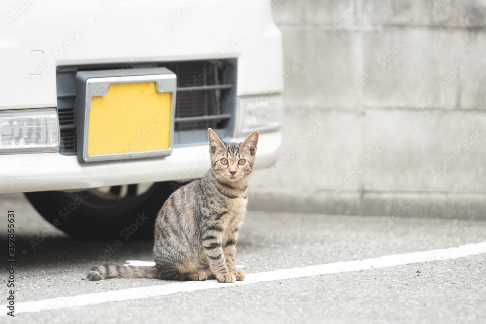 街上可爱的灰色小猫乌龟坐在房子附近的人行道上看着它