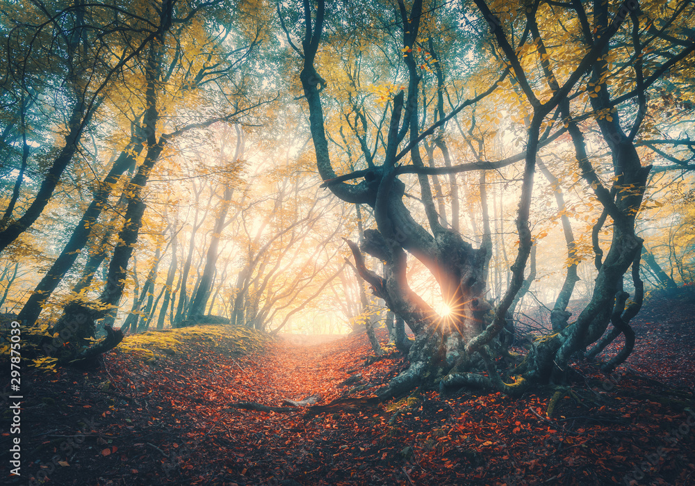 Old forest in fog at sunset in fall. Autumn colors. Magical old trees with sun rays. Colorful dreamy