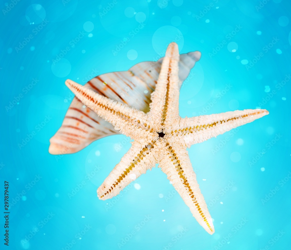 Starfish and shell  isolated on white background