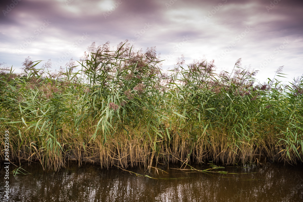 Baltic sea reeds