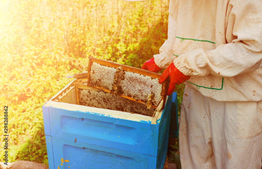 The beekeeper holds a honey cell with bees in his hands. Apiculture. Apiary. Frames of a beehive. co