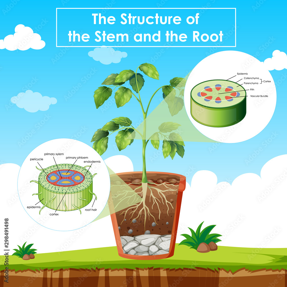 茎和根结构示意图