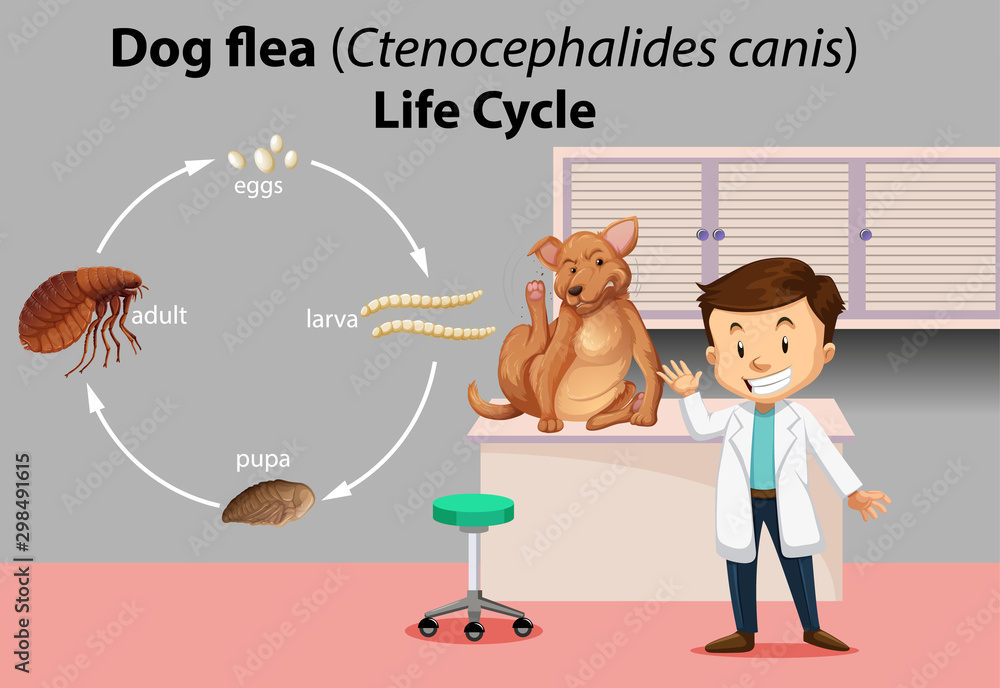 Veterinarian with sick animal