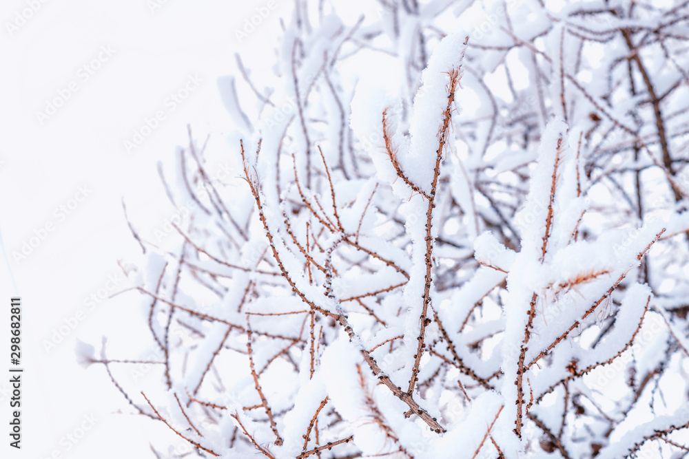 Close up of branches covered with snow.Tree Branch In The Snow Stock Photo..Background of tree branc