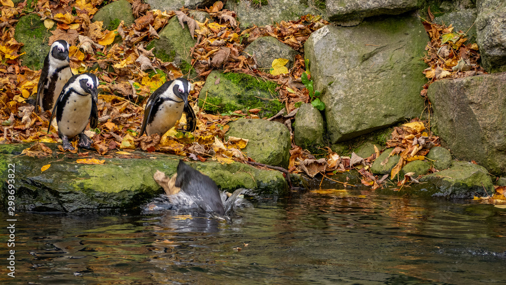 Group of penguins staying on the rock just by the pool in zoo. Autumn in cold sunny day.