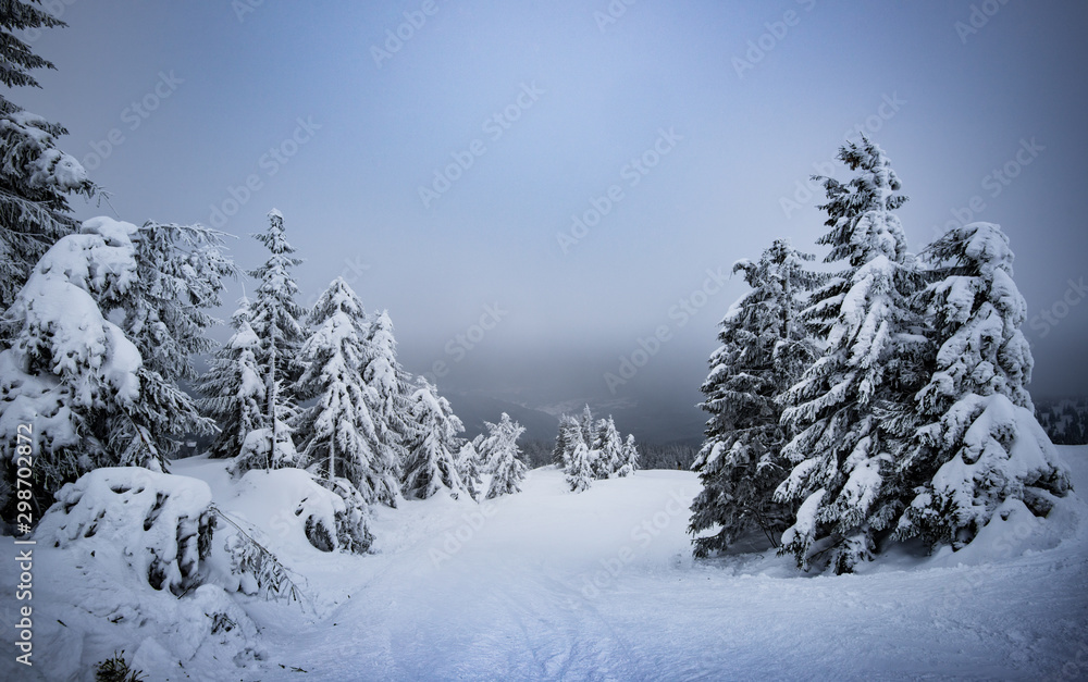 Snowy hill with fir trees and snow