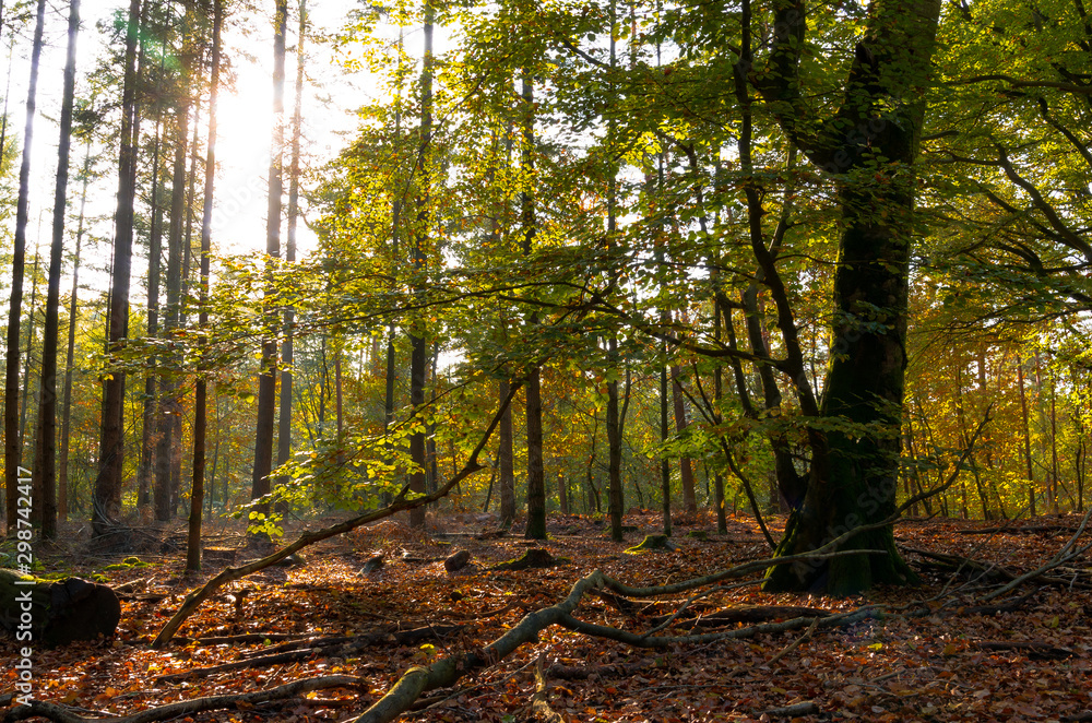 Beech forest (Fagus sylvatica) in autumn with sun rays through leaves. Location: Speulderbos, Garder