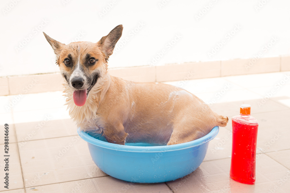 彭布罗克柯基犬在夏天洗澡