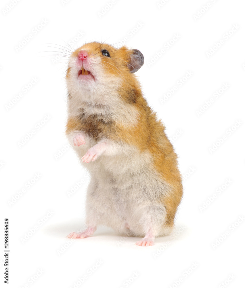 Hamster standing on its hind legs isolated on white