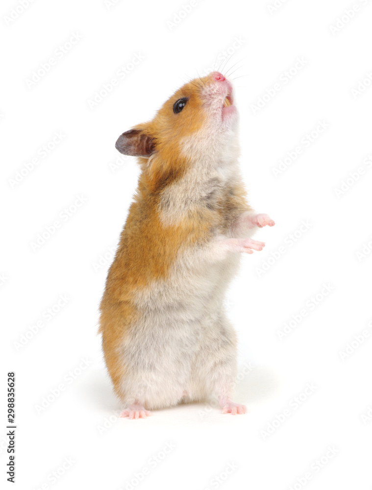 Hamster standing on its hind legs isolated on white