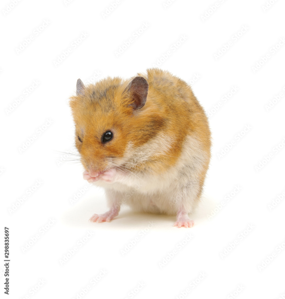 Hamster isolated on white