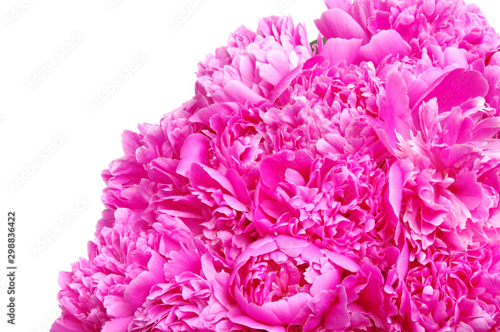 Pink peony isolated on white