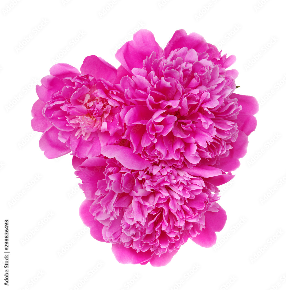 Close-up of a pink  peony flower