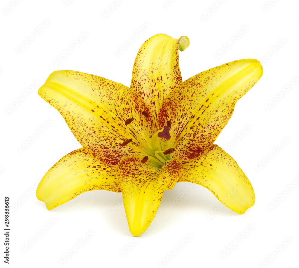 Yellow lily on a white background