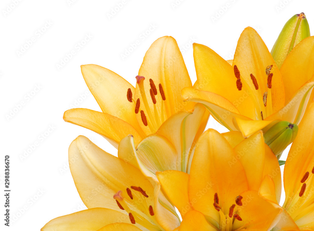  lilies on a white background