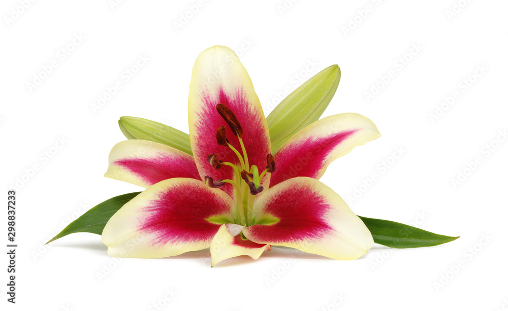  pink lilies with leaves on white