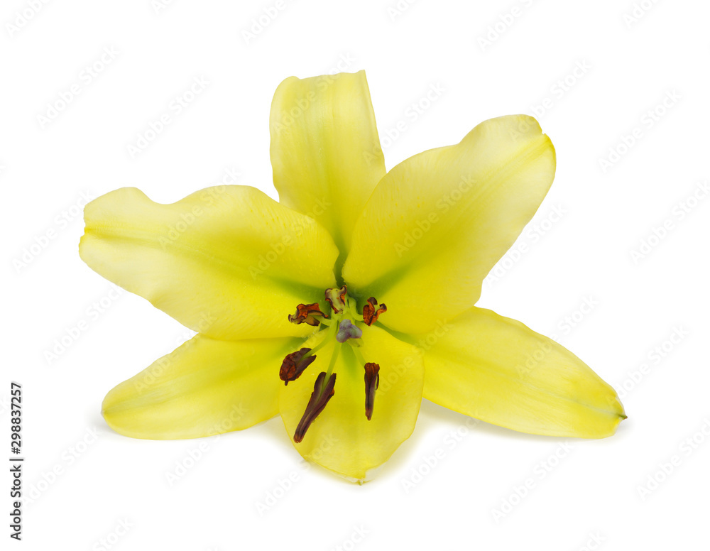 Yellow royal lily isolated on white