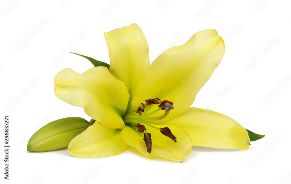 Yellow lily flower with buds isolated on a white