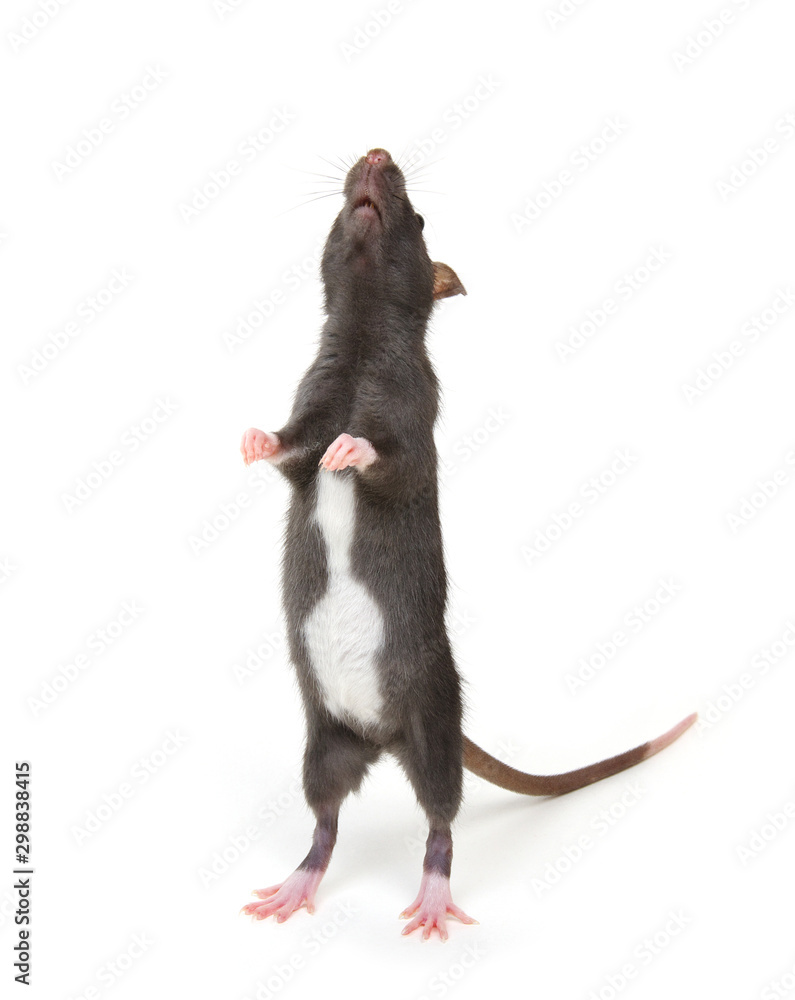 Rat standing on hind legs on white