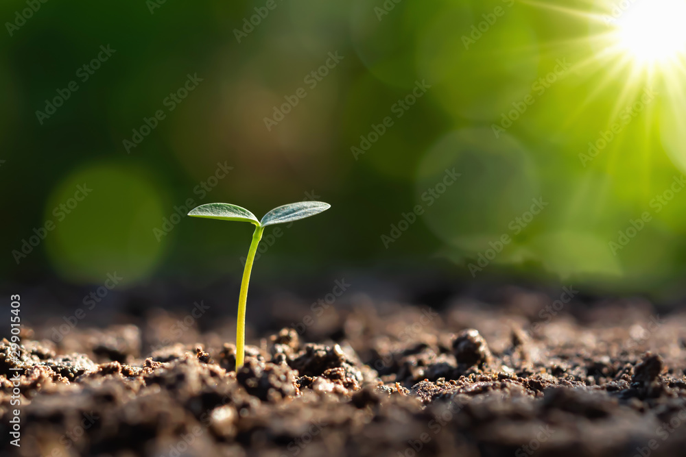 young plant growing with sunrise. green world and earth day concept