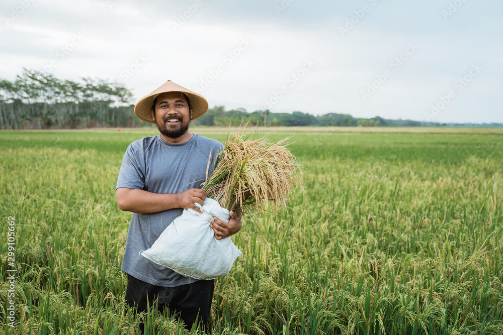 portrait of happy asian farmer with paddy rice grain during harvesting