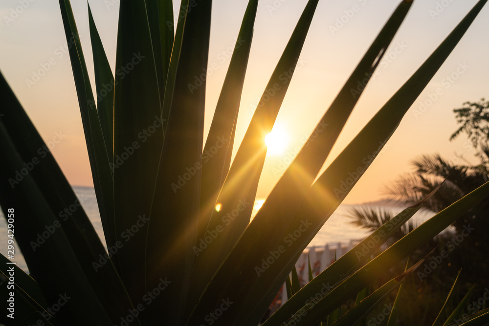 Sunset rays through palm leaves.