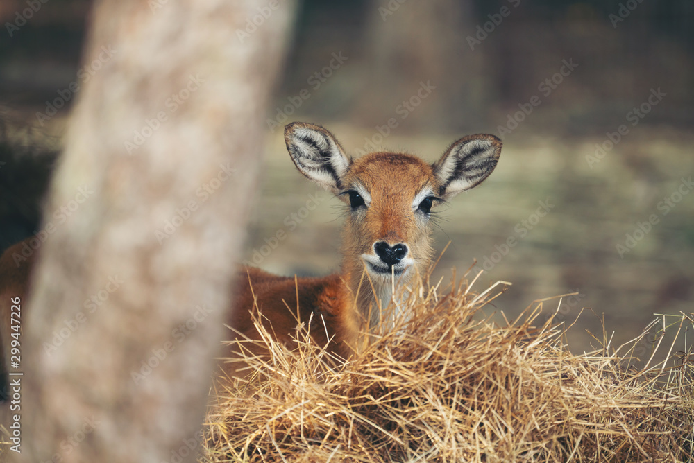 年轻的红色lechwe