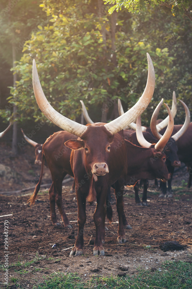 动物园里的ankole watusi牛