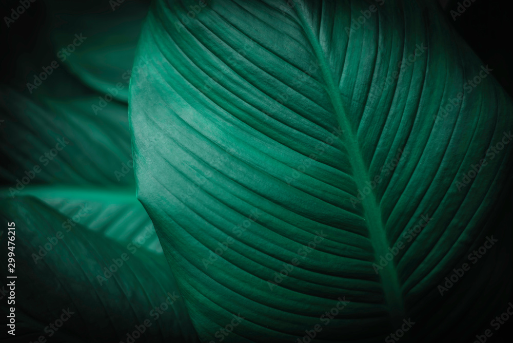 Spathiphyllum cannifolium leaf concept, dark green abstract texture, natural background, tropical le