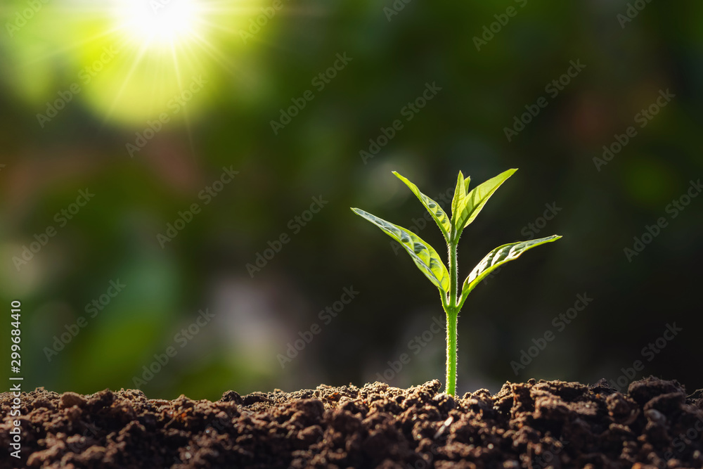 plant growth in farm with sunlight background. agriculture seeding growing step concept