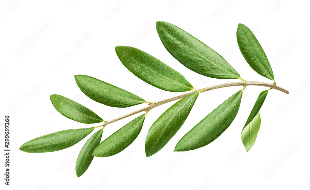 Olive tree branch with green leaves isolated on white background