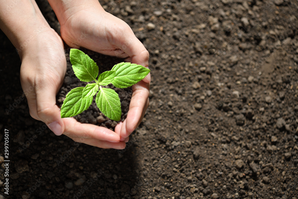 Hands holding and caring a green young plant