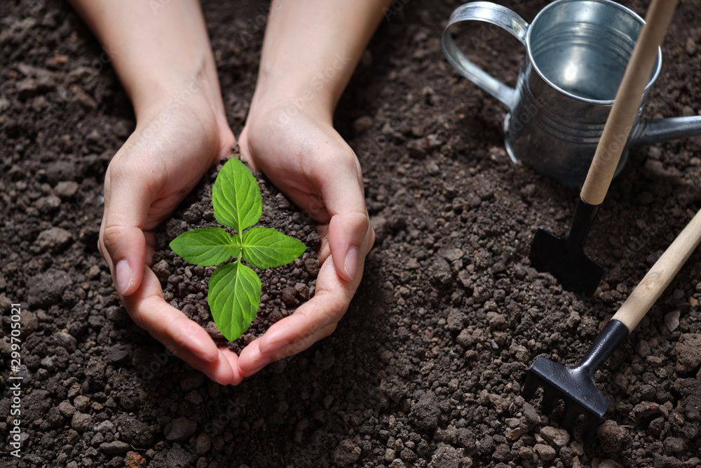 Hands holding and caring a green young plant