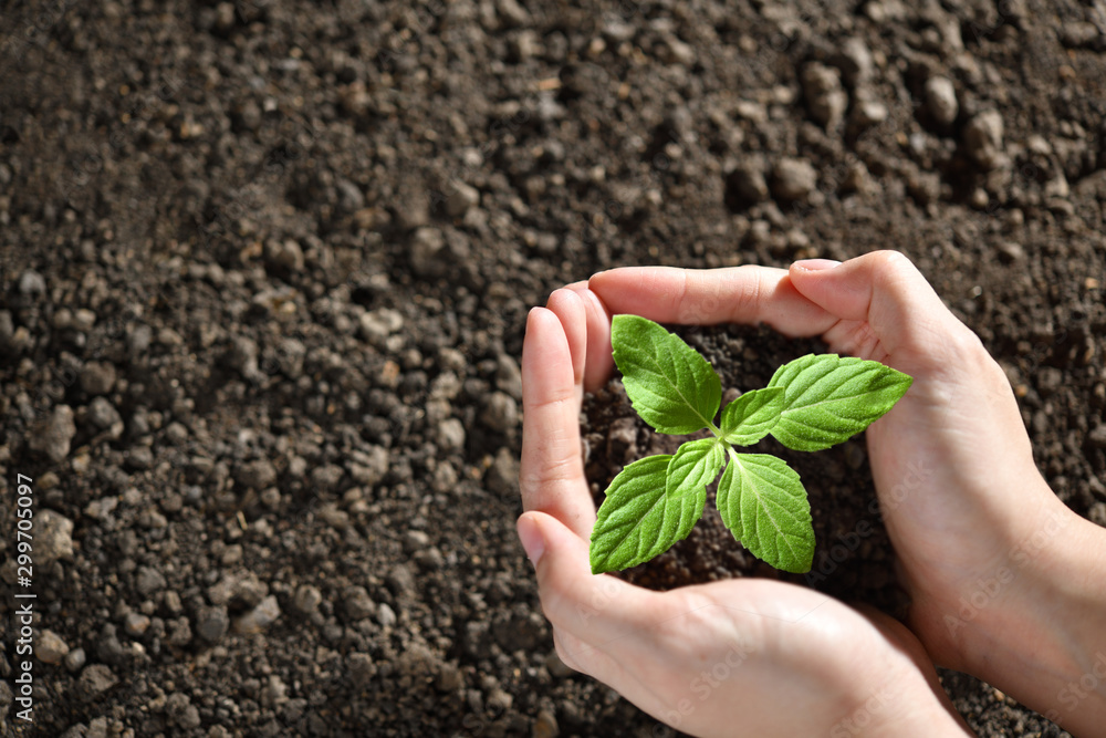 Hands holding and caring a green young plant