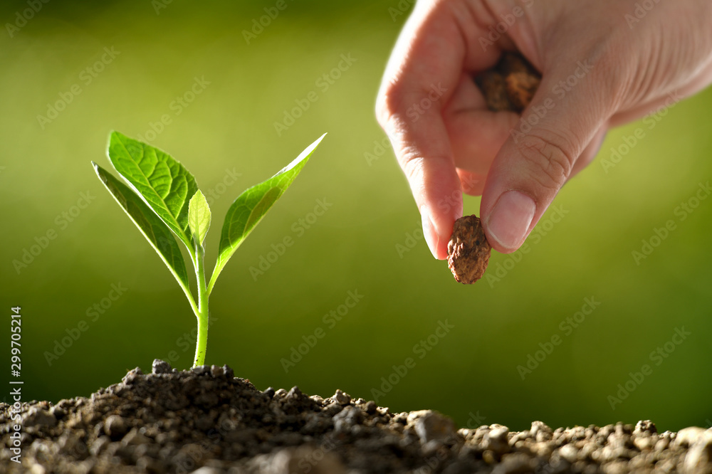 Farmers hand planting seeds in soil