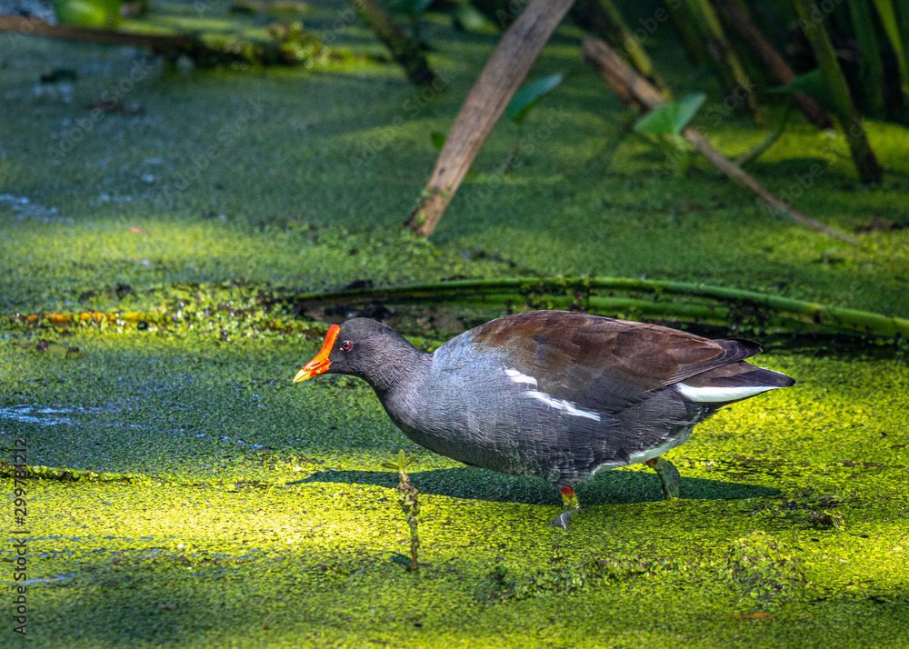 布拉佐斯本德州立公园的普通Gallinule！