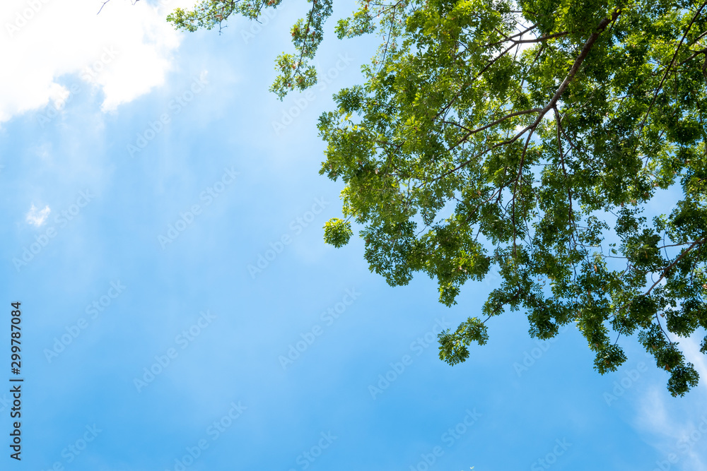 Green tree and blue sky with sunlight in summer season.