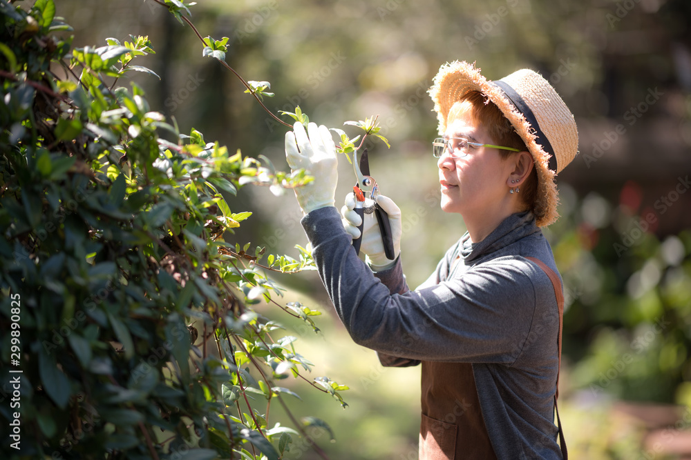 中年亚洲女园丁在花园里修剪植物