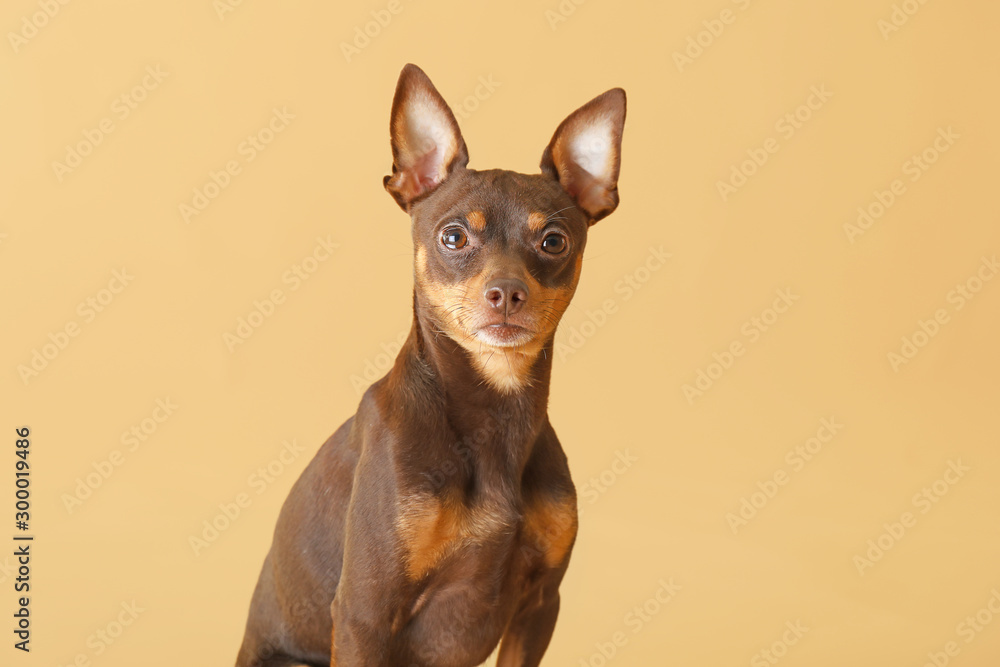 Cute toy terrier dog on color background