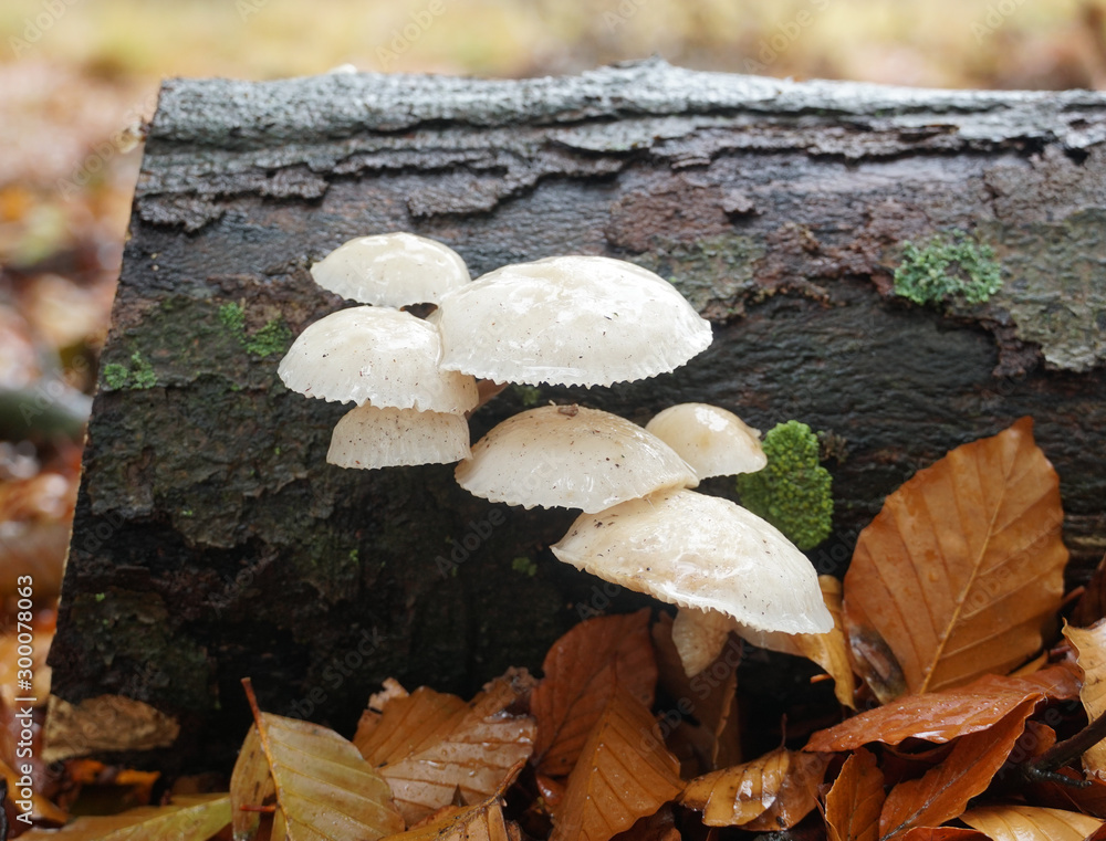 White Porcelain fungus mushrooms growing on a tree trunk. The scientific name is Oudemansiella mucid