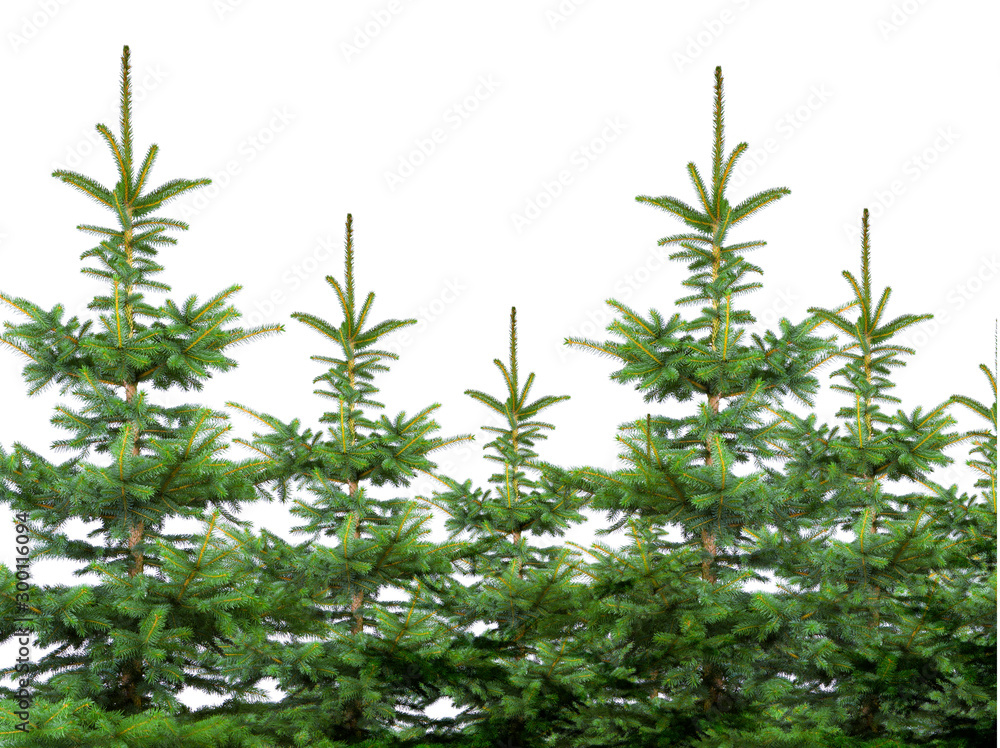 Tannenbaum mit grünen Nadeln isoliert auf weissem Hintergrund